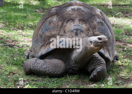 La più grande specie vivente di tartaruga, la tartaruga gigante delle Galapagos Chelonoidis nigra Foto Stock