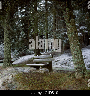 Foresta e banco sotto la neve, Auvergne, Francia Foto Stock