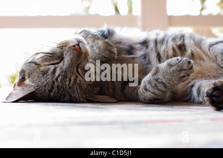 Comune di sgombro tabby gatto addormentato sulla sua schiena. Foto Stock