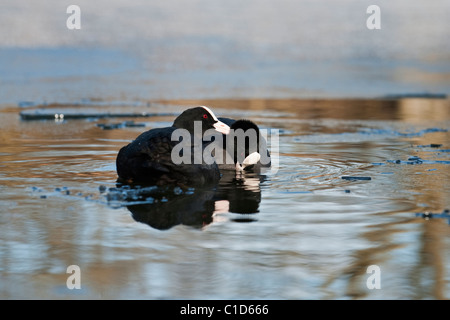 La folaga (fulica atra) rossastro Vale Country Park, Greater Manchester Foto Stock