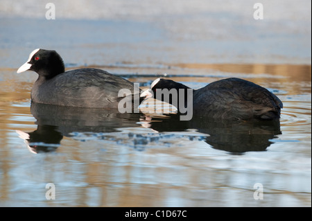 La folaga (fulica atra) rossastro Vale Country Park, Greater Manchester Foto Stock