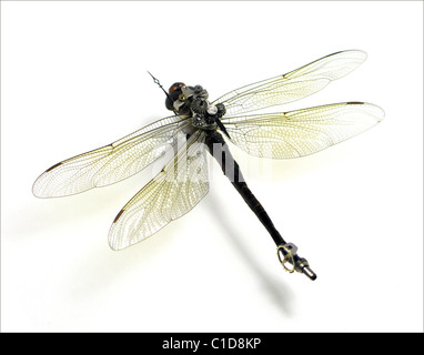 Il tempo vola guarda il birdies... Artista Mike Libby ha creato una gamma di crazy creepy imperfezioni - insetti decorata con antichi Foto Stock