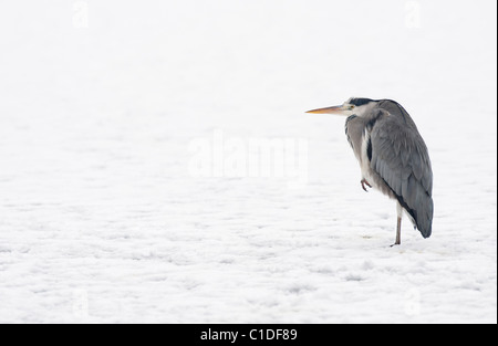 Airone cinerino (Ardea cinerea), rossastro Vale Country Park, Greater Manchester, Regno Unito Foto Stock