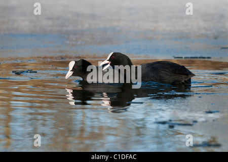 La folaga (fulica atra) rossastro Vale Country Park, Greater Manchester Foto Stock