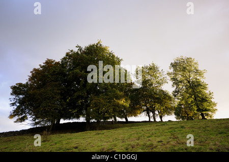 Stagliano alberi sulla banca in campo Foto Stock