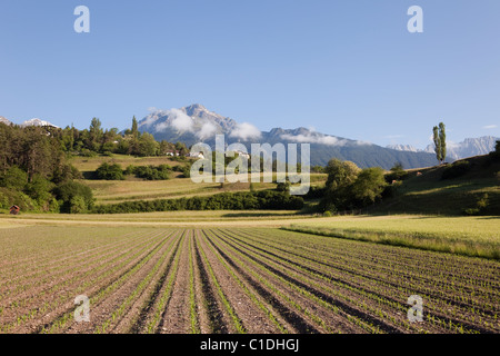 Imst Tirolo Austria Europa. Righe di recente piantato nel raccolto arato campo alpino in estate in mattina presto Foto Stock