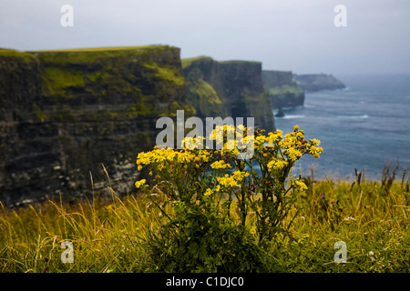 Scogliere di Moher, in Irlanda, in caso di nebbia. Foto Stock