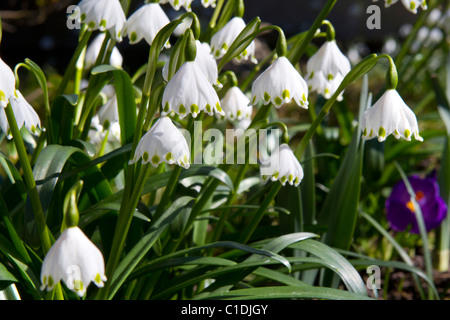 Il simbolo del fiocco di neve in fiore Foto Stock