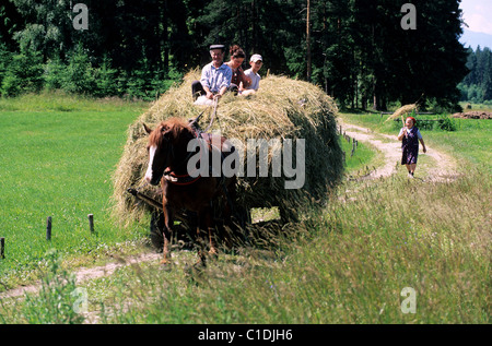 Polonia, Piccola Polonia, gli agricoltori tornando dal fare il fieno sul loro carro intorno a Debno Foto Stock