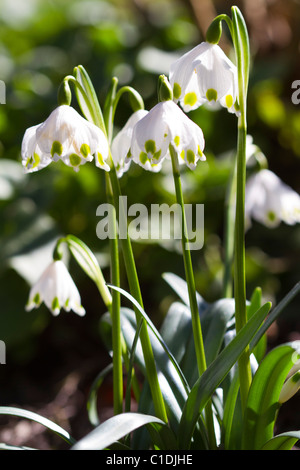 Il simbolo del fiocco di neve in fiore Foto Stock