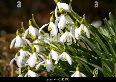 Bucaneve che fiorisce in primavera, Galanthus nivalis Foto Stock