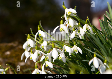 Bucaneve che fiorisce in primavera, Galanthus nivalis Foto Stock