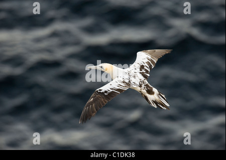 Northern Gannet (Morus bassanus), Troup Testa, Moray Firth, Scotland, Regno Unito Foto Stock