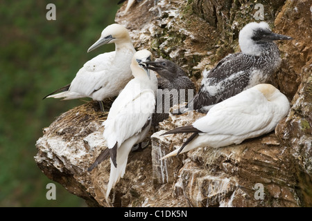 Northern Gannet (Morus bassanus), Troup Testa, Moray Firth, Scotland, Regno Unito Foto Stock