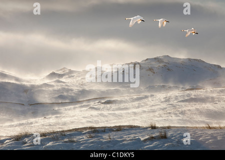 Estreme condizioni invernali su Wansfell nel distretto del lago con cigni Whooper flying overhead. Foto Stock