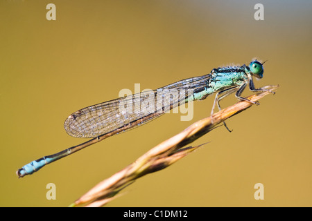 Scarsa Blu-tailed Damselfly (Ischnura pumilio) Foto Stock