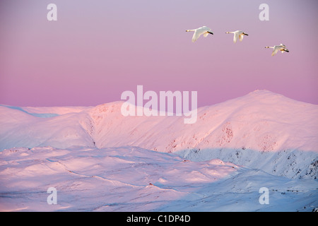 Il Kentmere fells ricoperta di neve al tramonto dalla Wansfell nel distretto del lago, UK, con cigni Whooper sorvolano. Foto Stock