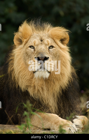 Asian Lion (Panthera leo persica) India. Captive Foto Stock