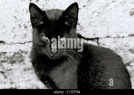 Fotografia documentaria - Sinistre cercando gatto nero ad Istanbul in Turchia Medio Oriente asiatico. Gatti Eerie bellezza Animali Animali Foto Stock