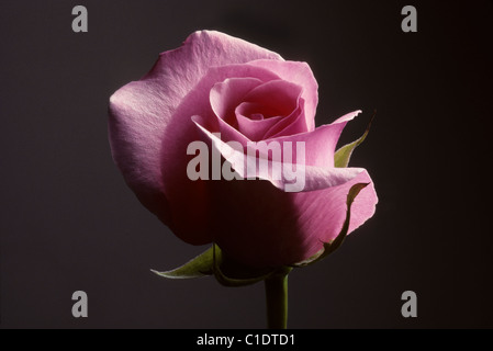 Primo piano di una rosa rosa contro uno sfondo grigio scuro Foto Stock