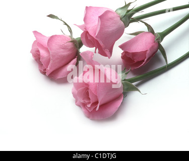 Quattro le rose rosa giacenti su uno sfondo bianco Foto Stock