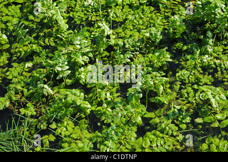 Sedano selvatico Apium graveolens. Per la fase di crescita iniziale in una fossa di scolo. Foto Stock