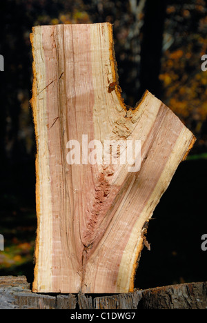 Sezione trasversale di un taglio fresco rosso tronco di quercia Foto Stock