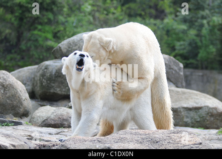 Orso polare Knut il padre di Lars si accoppia con Katjuscha presso l'orso polare involucro a Berlino Zoo Berlin, Germania - 28.04.09 Foto Stock