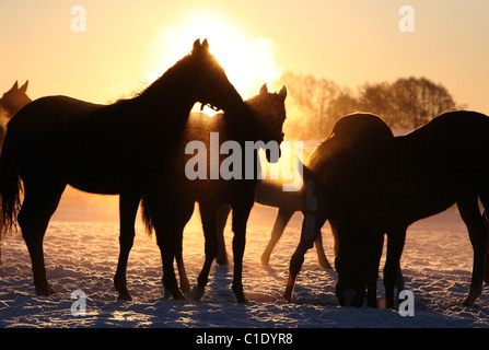 Sagome di cavalli in un paddock di sunrise, Goerlsdorf, Germania Foto Stock