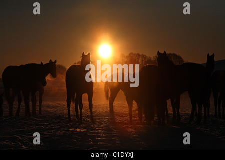 Sagome di cavalli in un paddock di sunrise, Goerlsdorf, Germania Foto Stock