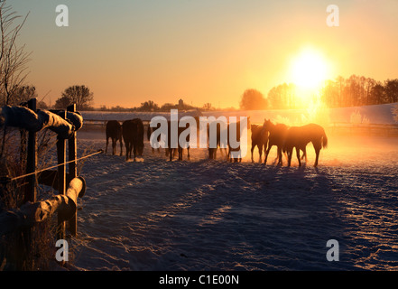 Sagome di cavalli in un paddock di sunrise, Goerlsdorf, Germania Foto Stock