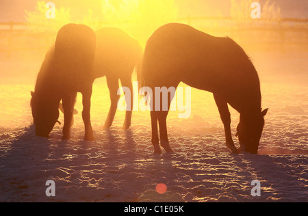 Sagome di cavalli in un paddock di sunrise, Goerlsdorf, Germania Foto Stock