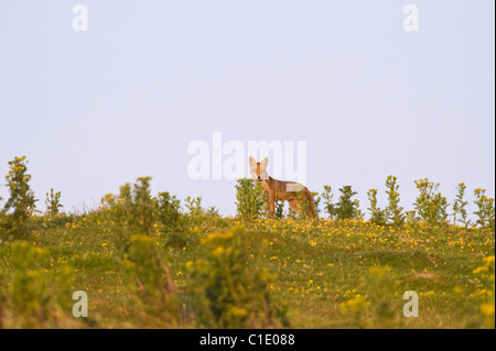Red Fox (Vulpes vulpes vulpes), North Downs, Kent, Regno Unito Foto Stock
