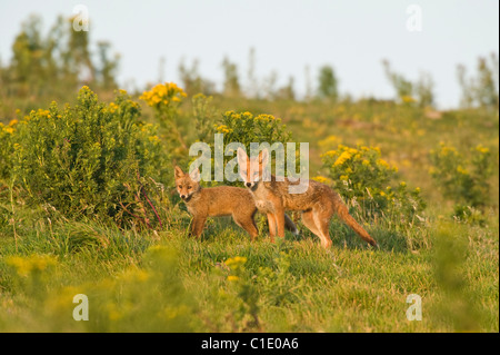 Red Fox (Vulpes vulpes vulpes), North Downs, Kent, Regno Unito. Vixen e cub Foto Stock