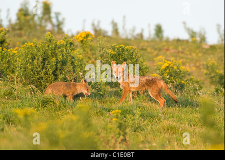 Red Fox (Vulpes vulpes vulpes), North Downs, Kent, Regno Unito. Vixen e cub Foto Stock