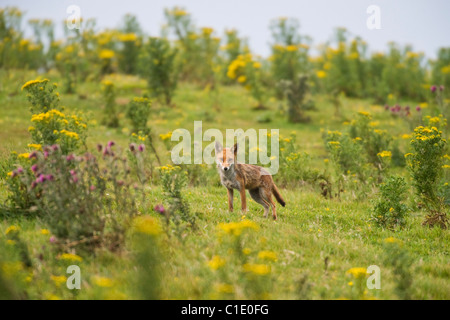 Red Fox (Vulpes vulpes vulpes), North Downs, Kent, Regno Unito Foto Stock
