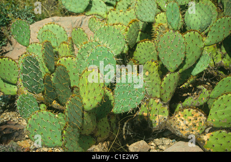 Ficodindia cactus nel deserto di Chihuahua del sud del New Mexico Foto Stock