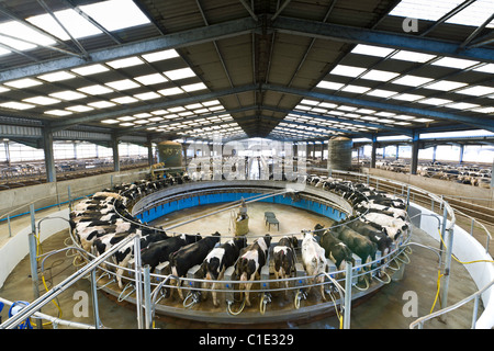 Rotary una sala mungitura su un moderno UK Dairy Farm Foto Stock