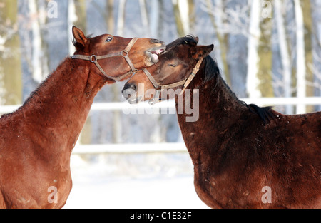 Cavalli la riproduzione gli uni con gli altri in un paddock in inverno, Graditz, Germania Foto Stock