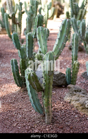 Myrtillocactus Geometrizans (mirtillo Cactus, Whortleberry Cactus o Blu Candela / Garambullo) a Chapultepec il giardino botanico Foto Stock