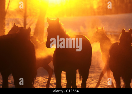 Sagome di cavalli in un paddock di sunrise, Goerlsdorf, Germania Foto Stock