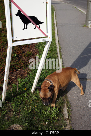 Nessun segno di cane, Marianske Lazne Repubblica Ceca Foto Stock