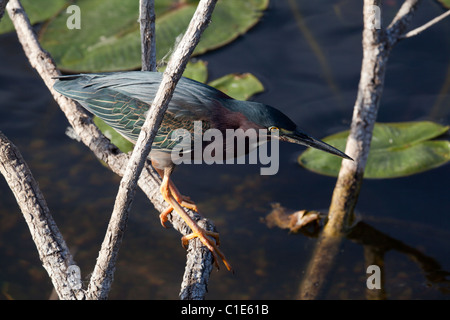 Airone verde (butorides viriscens) pesca su Anhinga Trail , Everglades National Park, Florida, Stati Uniti d'America Foto Stock