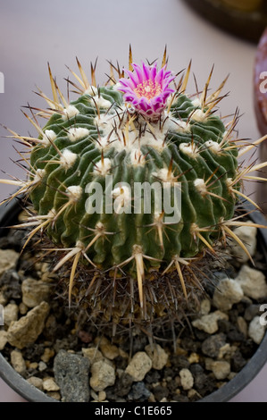 Big Stenocactus sp che fiorisce in un cactus esposizione in Messico Foto Stock