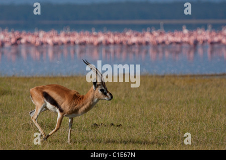 Gazelle Foto Stock