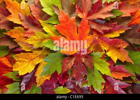 Foglie di acero miscelati cambiando i colori dell'autunno sfondo Foto Stock