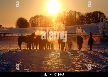 Sagome di cavalli in un paddock di sunrise, Goerlsdorf, Germania Foto Stock