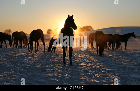 Sagome di cavalli in un paddock di sunrise, Goerlsdorf, Germania Foto Stock