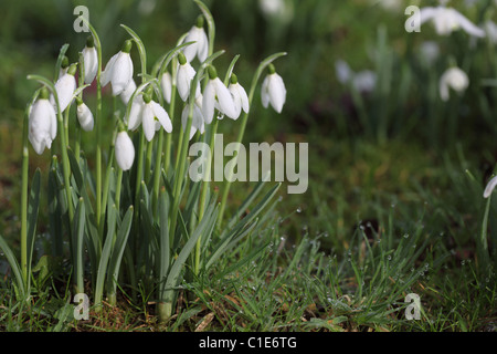 Primo piano di Snowdrops (Galanthus) che fioriscono nell'erba in un giardino primaverile britannico, Inghilterra, Regno Unito Foto Stock