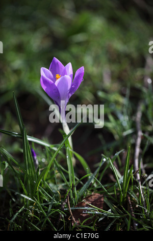 Primo piano di croco viola singola fioritura in febbraio in un giardino d'inverno del Regno Unito Foto Stock
